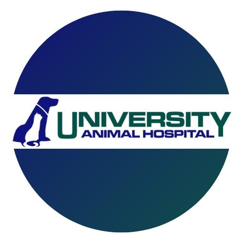 Finding the Right Cat Veterinarian Upper East Side NYC Pet Owners Can Trust
