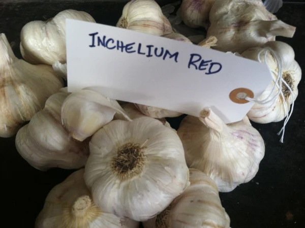 Red Inchelium Garlic: Flavor, Growing Tips & Why Gardeners Love It