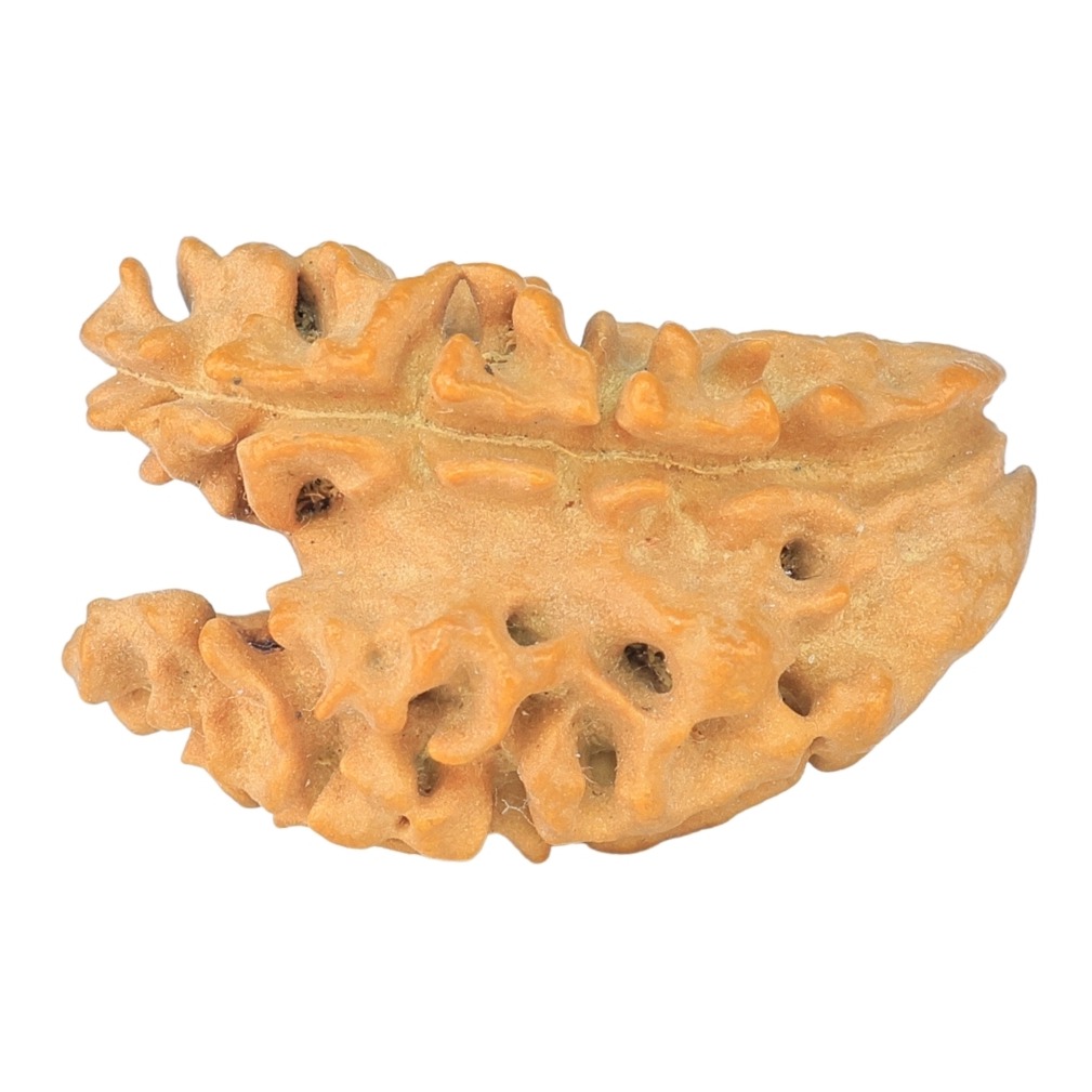 1 Mukhi Rudraksha: Understanding Its Symbolism, Spiritual Purpose and Authenticity 