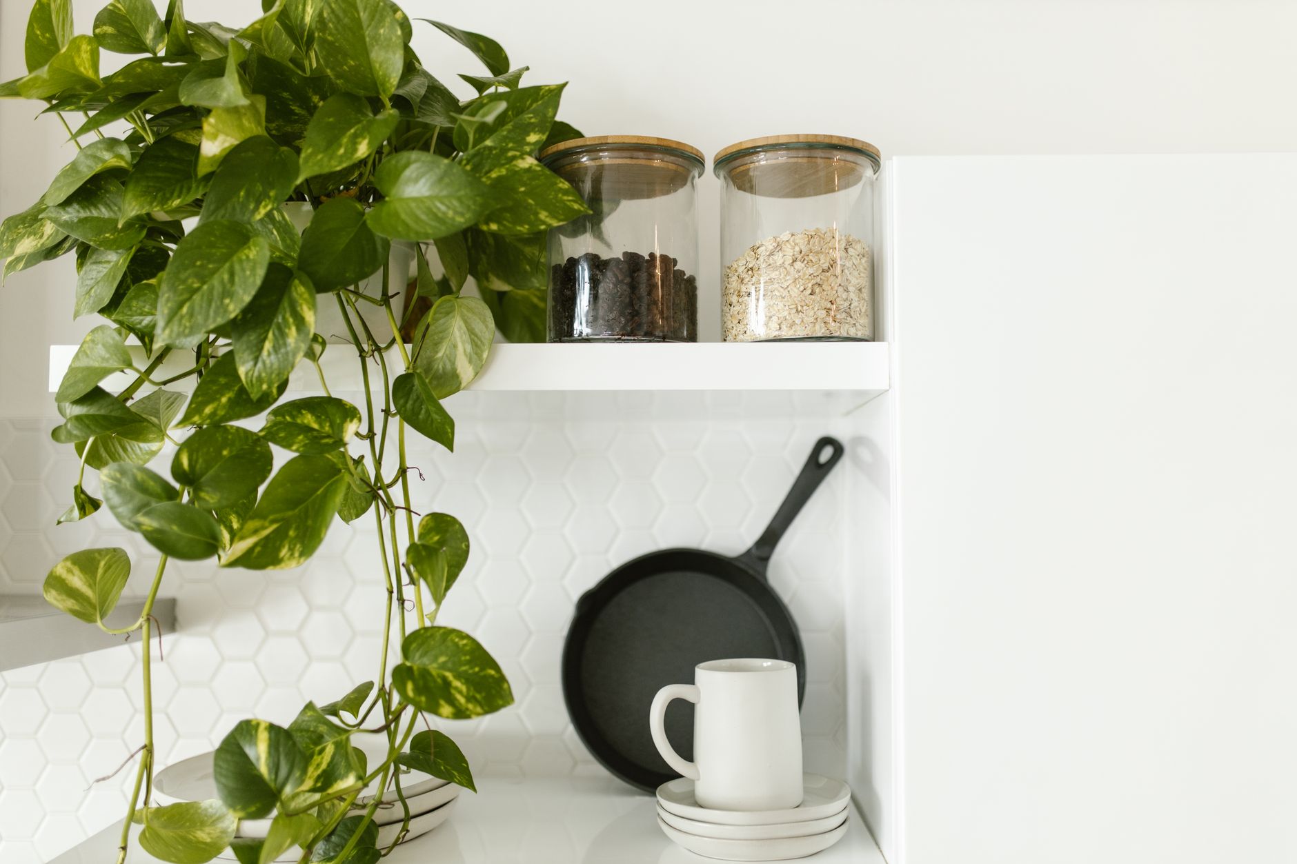 Guide to Growing Cilantro: From Seeds to Fresh Harvest