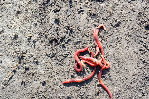 How to Get Worms for Composting: A Beginner’s Guide