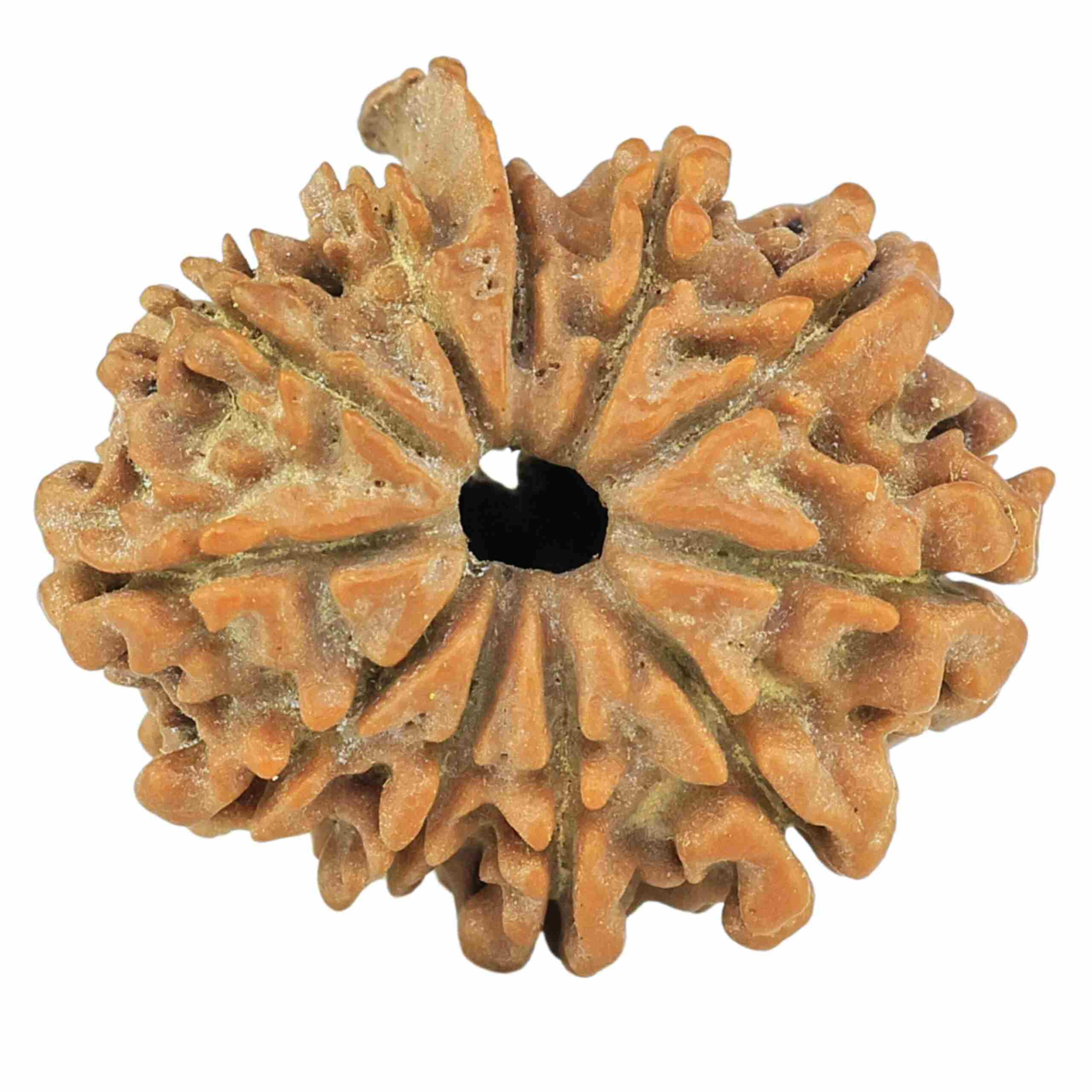 Sawar Rudraksha: Traditional Meaning, Natural Formation and Spiritual Significance 