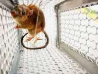 Rodent Control in Bend, OR: Why Choosing a Specialist Matters