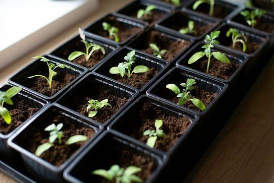 Seedling Starter Kit
