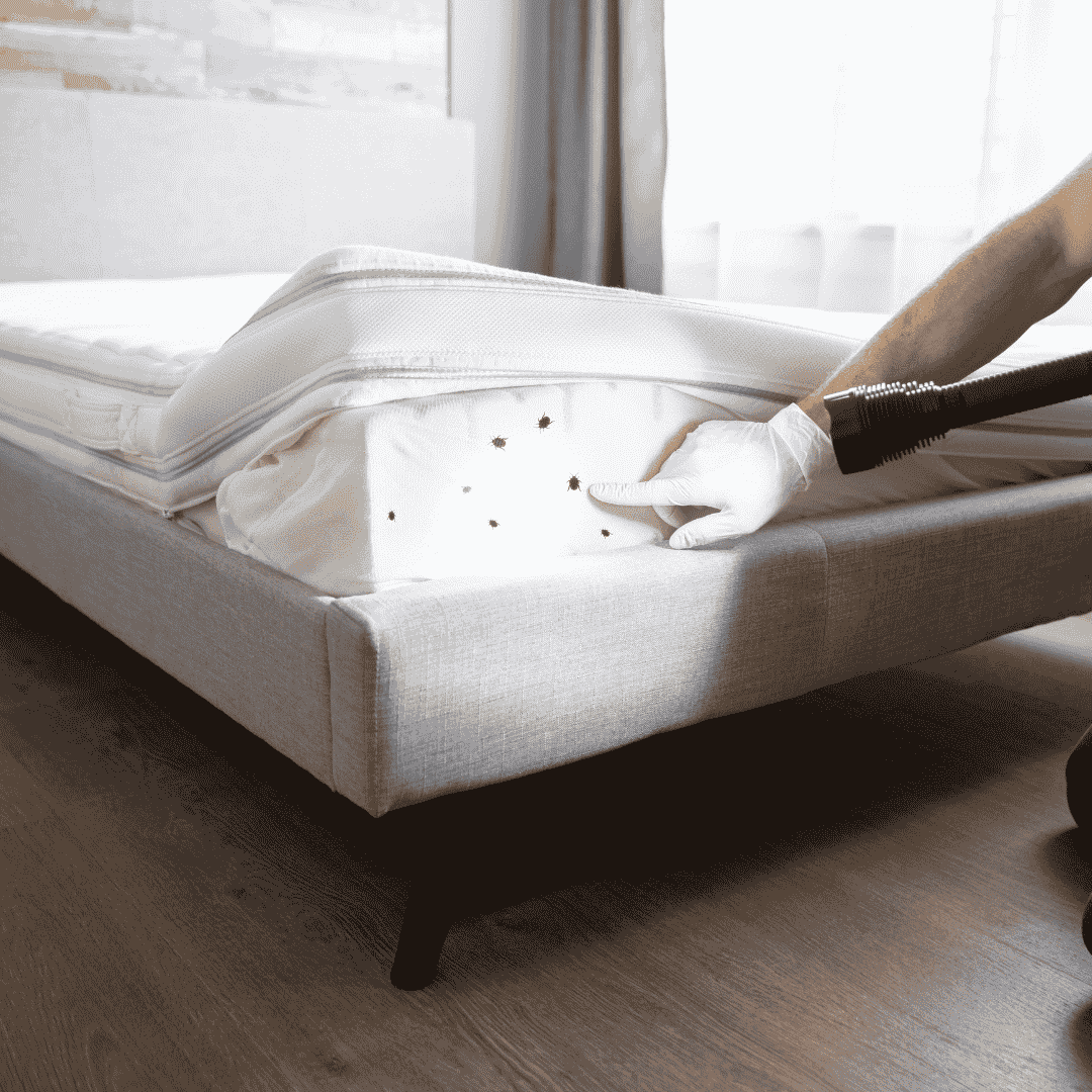 Bed Bug Exterminator Queens: Protect Your Home