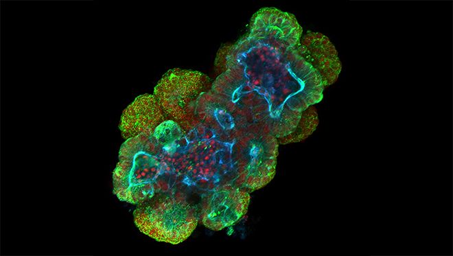Organoids Market Insights Revealing New Possibilities in Biomedical Research