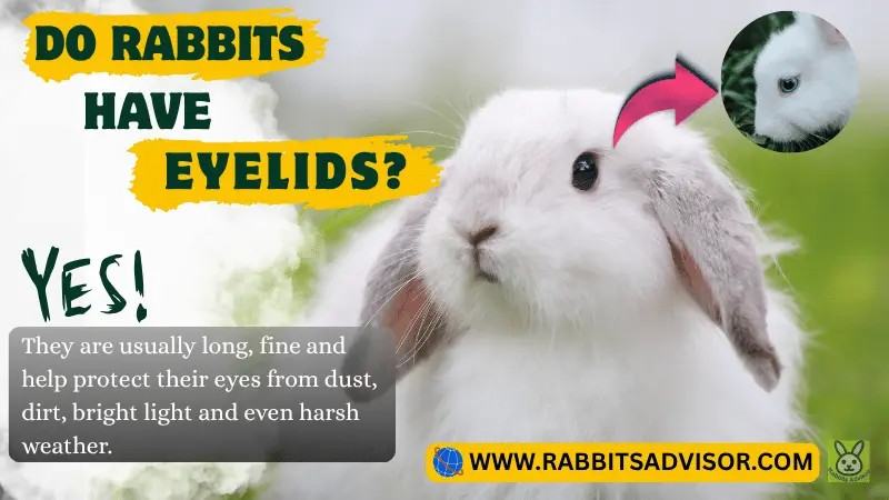 How Do Rabbit Eyelids Protect Their Eyes?