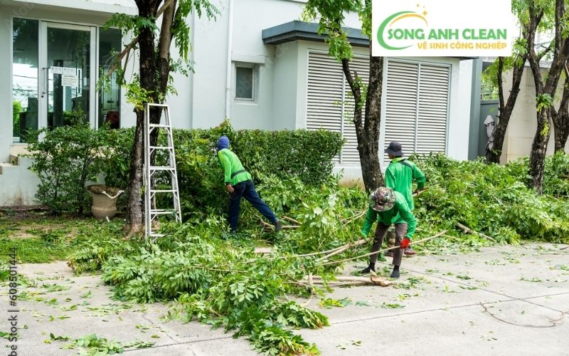 Cắt Tỉa & Chặt Cây Nguy Hiểm Hà Nội: Đảm Bảo An Toàn Cho Ngôi Nhà Bạn