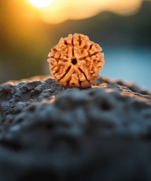 19 Mukhi Rudraksha: Benefits, Spiritual Significance, Wearing Rules and How to Identify an Original Bead