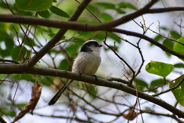 Practical Guide: Choosing and Using an Energy Audit Tool for Building Efficiency