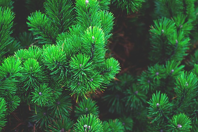 Evergreen vs Trending SEO: Practical Guide to Long-Term Search Strategy