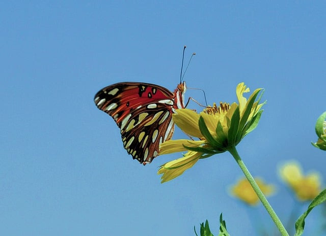 كلمات اغنية الدنيا رايقة كارمن سليمان