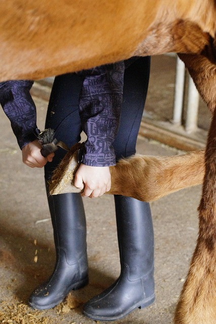 Practical Horse Care Tracker for Equine Nutrition and Training