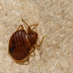 Battling the Rise in Bed Bug Infestations: A Comprehensive Guide to Prevention and Treatment 