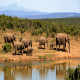 Safari and Wildlife Tours