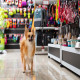 Discovering the Universe of Pets Supplies Stores: All the Information You Require