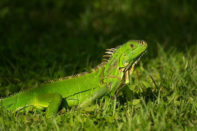 How to Scale Content with Claude API: Bulk Content Generation Workflow and Checklist