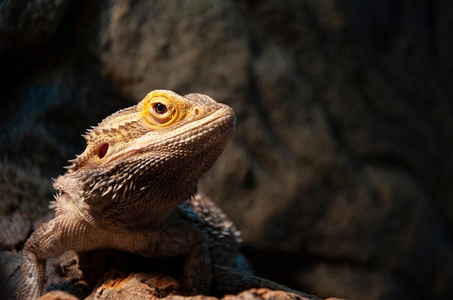 Complete Bearded Dragon Care Guide for Beginners: Setup, Diet, and Health