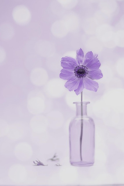 Top 10 Most Affordable Flowers That Still Make a Big Impression