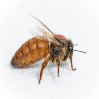 Hornsbybeekeeping