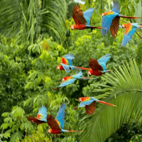 Manu National Park
